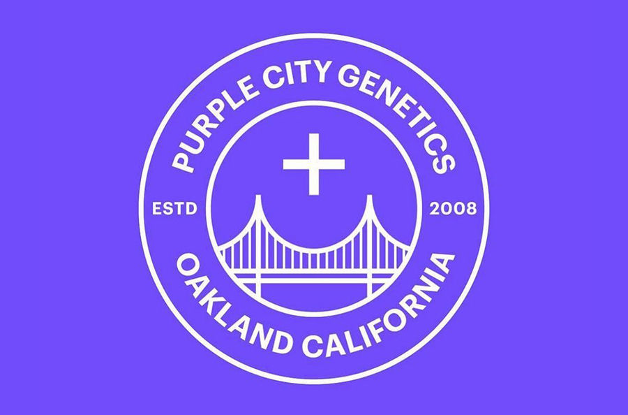 Imagen para la categoría PURPLE CITY GENETICS
