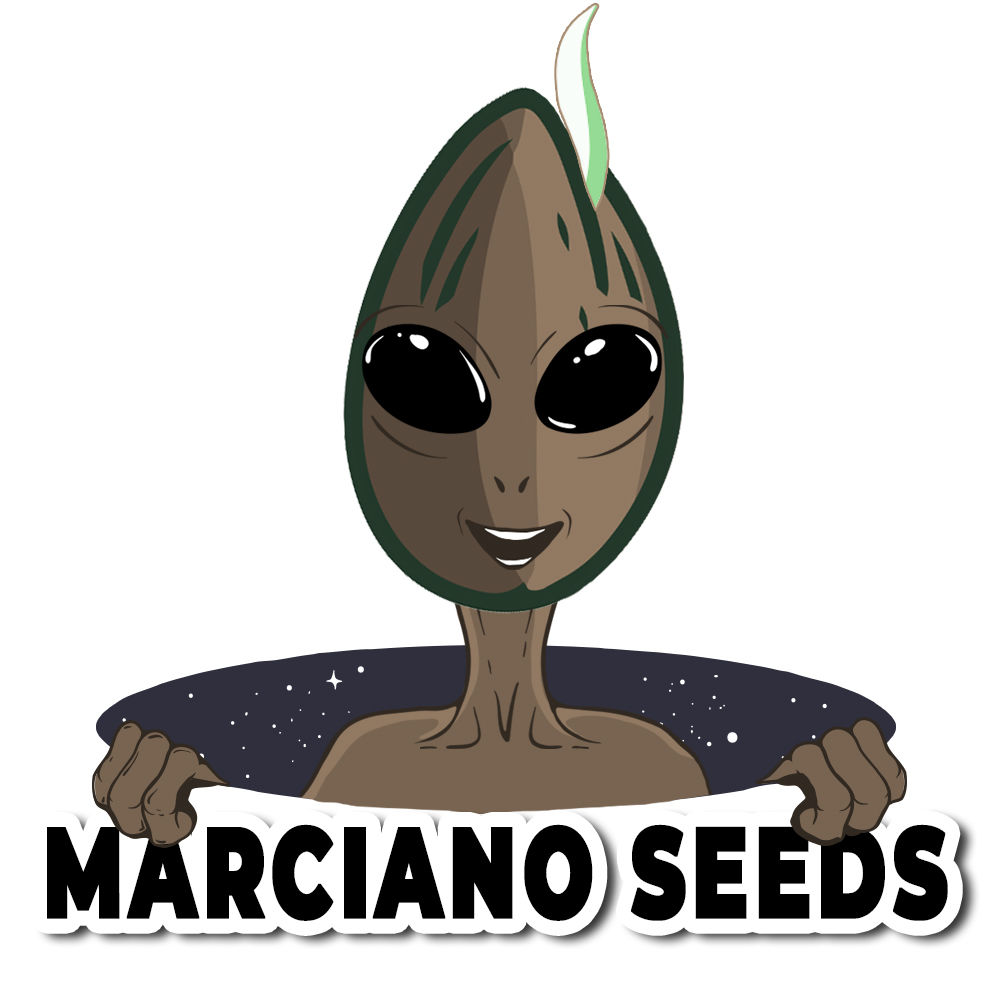 Marciano Seeds
